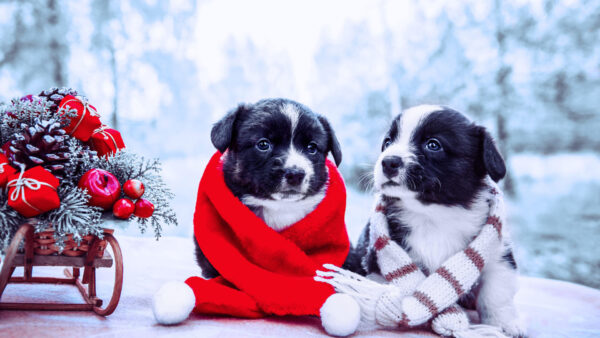 Wallpaper Christmas, White, With, Red, Sled, Puppy, Wearing, Desktop, Ornaments, Two, Sitting, Mufflers, Puppies, Are, Near, Black