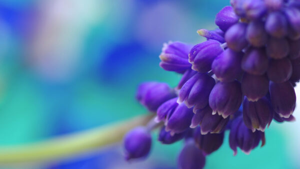 Wallpaper Spring, Blur, Closeup, Flowers, Purple, Desktop, View, Blue, Background