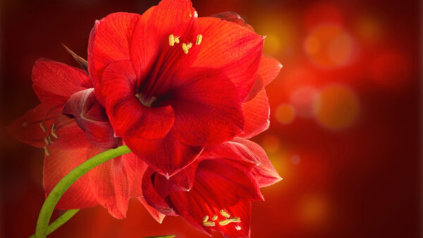 Wallpaper Bokeh, Flowers, Background, Desktop, Red, Mobile, Amaryllis