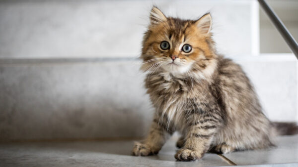 Wallpaper Cat, With, Ash, Floor, Staring, Sitting, Brown, Eyes, Kitten