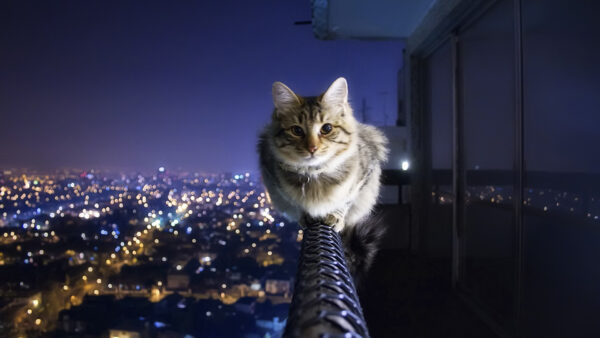 Wallpaper And, Desktop, Cat, City, Sky, Lighting, Night, Background, Sitting, Dark, With