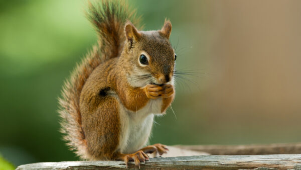 Wallpaper White, Green, Eating, Brown, Squirrel, Fur, Light, Blur, Background, Tail, Nuts