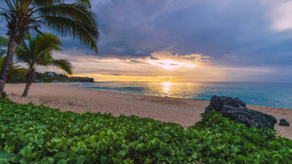 Wallpaper Desktop, Leaves, Ocean, Reflection, View, Clouds, Beach, Plants, Sky, Mobile, During, Sunset, White, Sand, Closeup, Green, Under