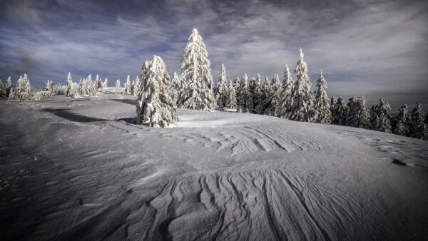 Wallpaper Winter, And, Cloudy, Covered, Mountain, Under, With, Trees, Sky, Snow