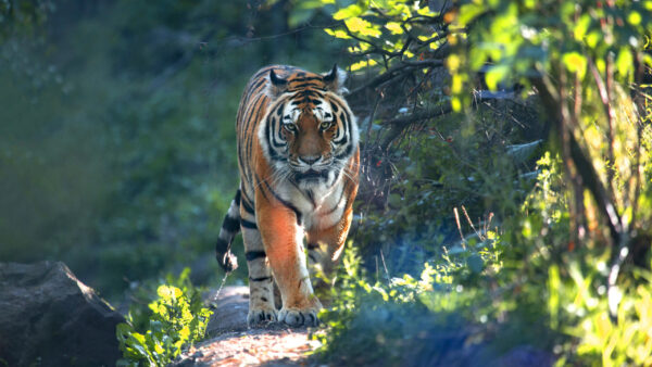 Wallpaper Between, Tiger, Plants, With, Green, Walking, Sunlights, Path