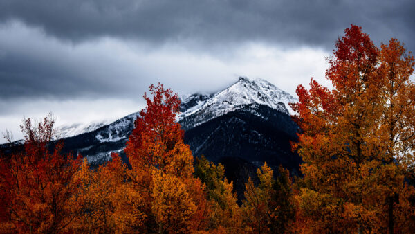 Wallpaper Trees, Desktop, View, Beautiful, And, Under, Capped, Colorful, Black, Leaves, Clouds, Sky, White, Mobile, Landscape, Autumn, Snow, Mountain