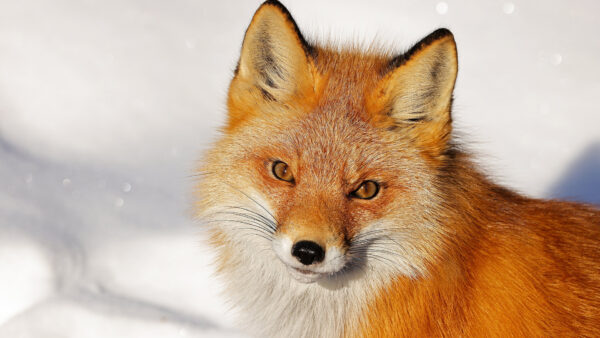 Wallpaper Brown, Background, Fox, White