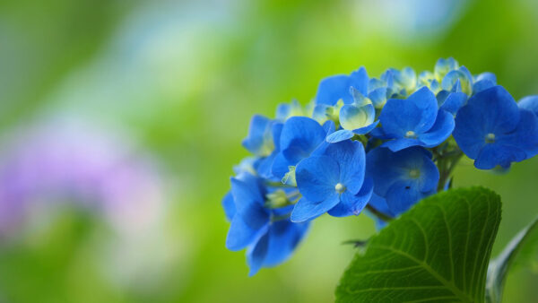 Wallpaper Green, Blur, Leaf, Hydrangea, Flowers, Blue, Background