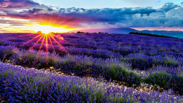 Wallpaper Purple, Field, Beautiful, Under, Sunset, Lavender, Clouds, Black, Blue, Flowers, During, Sky