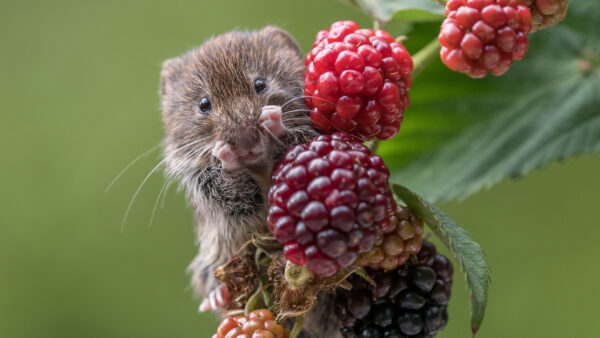 Wallpaper Sitting, Cherries, Red, Mouse