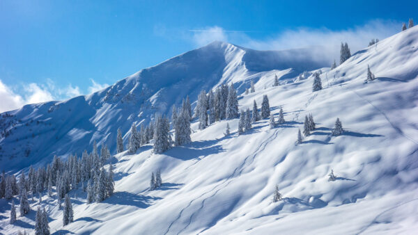 Wallpaper Blue, Spruce, Mountains, Background, Frozen, Winter, Snow, Sky, Slope, Trees, Covered