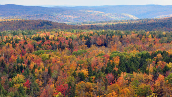 Wallpaper Forest, Mobile, Trees, Green, Autumn, Mountains, Fall, Yellow, Red, Desktop