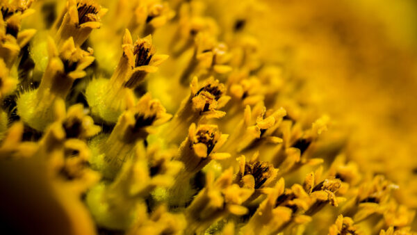 Wallpaper View, Yellow, Closeup, Pollen, Mobile, Flowers, Desktop