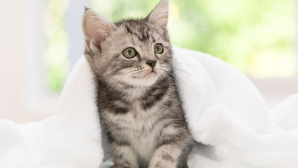Wallpaper With, Cloth, White, Kitten, Cat, Towel, Black