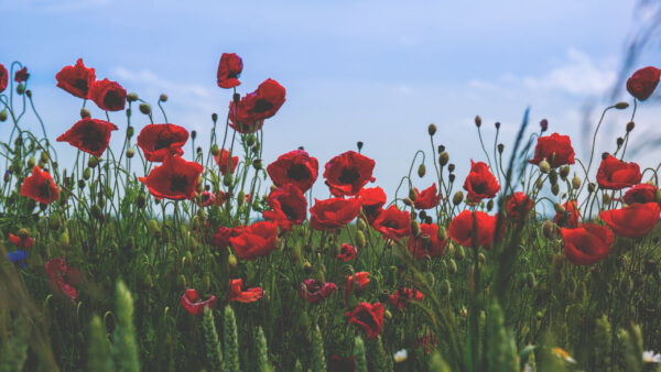 Wallpaper Sky, Flowers, Red, Background, Poppies, Blue, Field