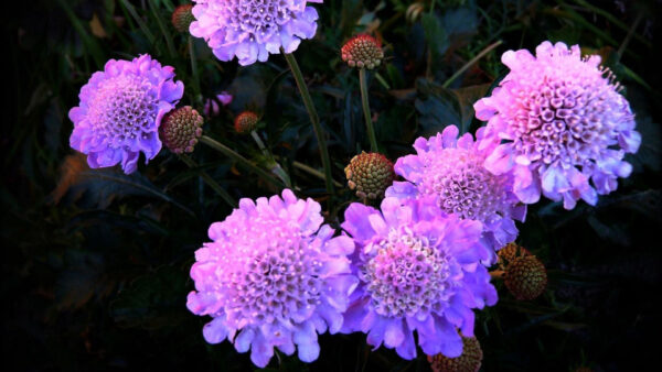 Wallpaper Flowers, Purple, Flowerbed, Night