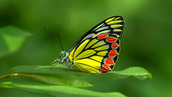 Wallpaper Green, Leaf, Butterfly, Yellow, Background, Red, Black, Design, Lines
