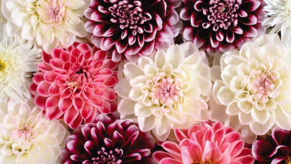 Wallpaper Flowers, Closeup, Dahlia, Colorful, View