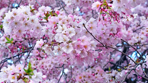 Wallpaper Light, Pink, Flowers, Tree, Spring, Cherry, Blossom, Branches