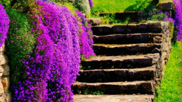 Wallpaper WALL, Flowers, Climbs, Stone, Leaves, And, Nature, Bushes, Plants, Green, Purple, Hanging