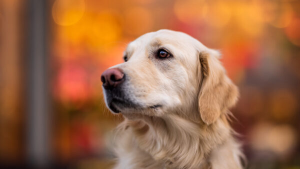 Wallpaper Background, Yellow, Blur, Lights, Dog, Retriever, Red, Golden, Bokeh