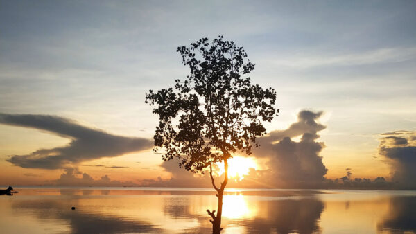 Wallpaper Reflection, Tree, Nature, Background, Lake, Silhouette