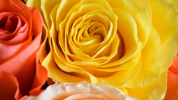 Wallpaper View, Red, Flowers, Rose, Closeup, Yellow