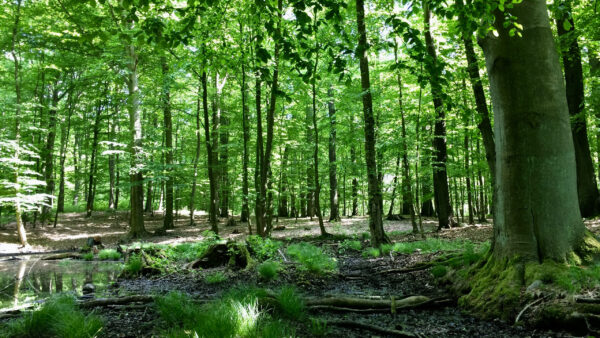 Wallpaper Lake, Swamp, Natures, Green, During, Daytime, Trees, Forest