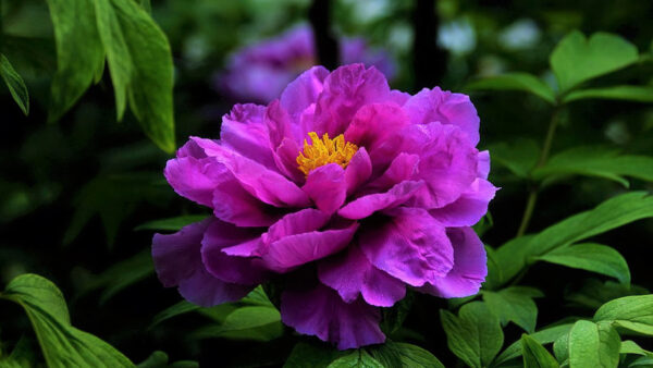 Wallpaper Dark, Yellow, With, Filament, Purple, Peony, Leaves, Flower, Flowers, Green