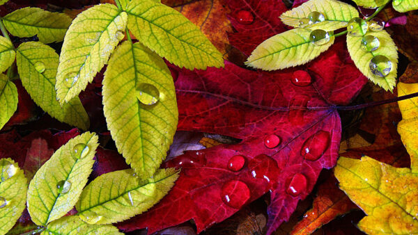 Wallpaper Water, Green, Nature, View, Closeup, With, Red, Drops, Leaves