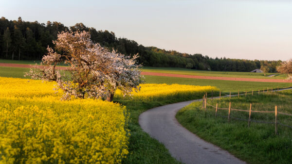 Wallpaper Road, Flowers, Trees, Nature, Field, Fence, Yellow, Green, Between, Forest, Grass