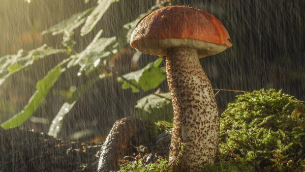Wallpaper Nature, During, Mushroom, Time, Desktop, Rainy
