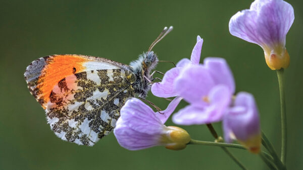 Wallpaper Light, Background, White, Butterfly, Purple, Green, Blur, Orange, Flower, Black