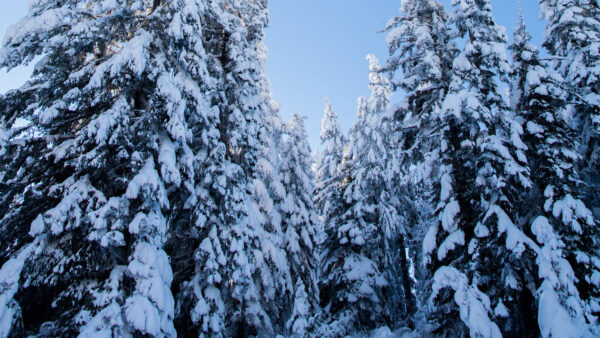 Wallpaper Mobile, Desktop, Trees, Spruce, Background, Sky, Blue, Forest, Snow, With, Winter, Green, Frozen