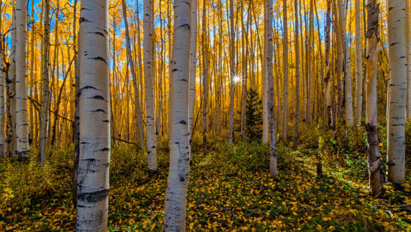 Wallpaper Background, Trees, Through, Yellow, Birch, Blue, Forest, Leaves, Sunlight, Sky