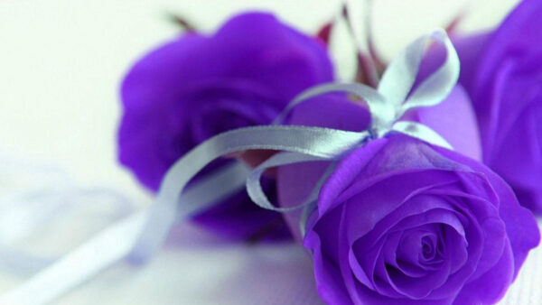 Wallpaper Rose, Flowers, Paper, White, Purple