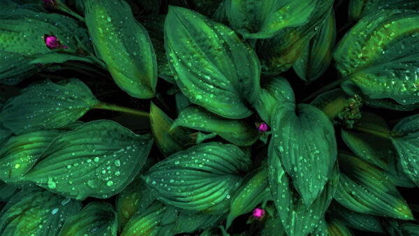 Wallpaper Leaves, Nature, View, Green, Drops, Closeup, With, Water