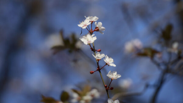 Wallpaper White, Desktop, Background, Mobile, Branch, Blur, Sakura, Flowers