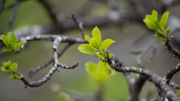 Wallpaper Background, Sprouts, Leaves, Tree, Branches, Photography, Desktop, Blur, Mobile