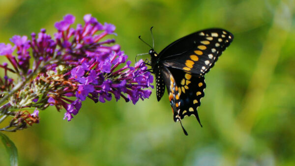 Wallpaper Butterfly, Background, Blur, Black, Yellow, Design, Flowers, Green, Purple