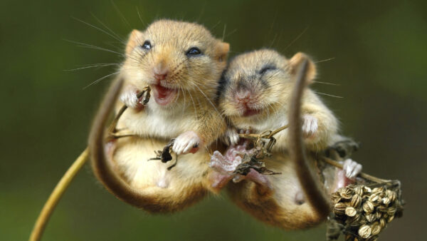 Wallpaper Animals, Blur, Two, Funny, Mouses, Green, Background