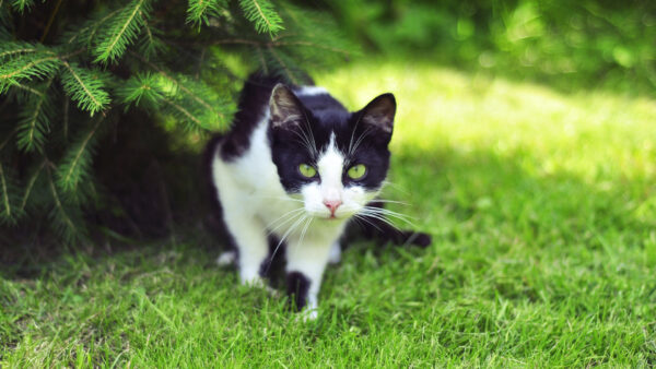 Wallpaper Background, Eyes, Grass, Plant, Green, White, Cat, Yellow, Black, Standing, Leaves