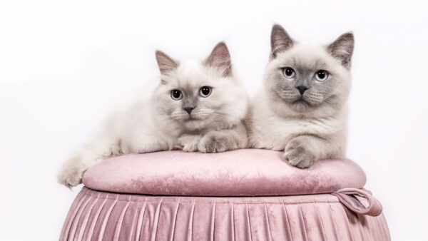 Wallpaper Cats, Two, Light, Cat, Pink, Sitting, White, Black, Background, Are, Couch