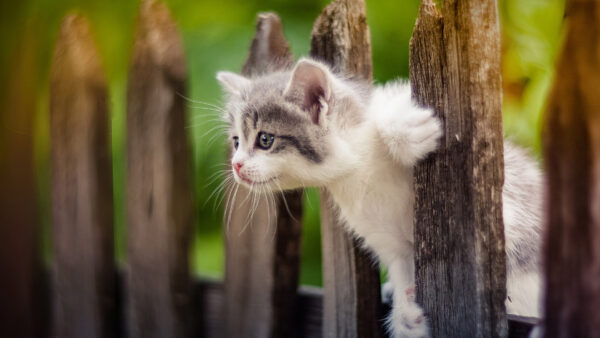 Wallpaper Cat, Funny, Fence, Wooden, Standing, Black, White