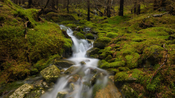 Wallpaper Algae, Rocks, Between, Nature, Forest, Background, Water, Stones, Stream, Covered