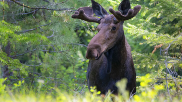 Wallpaper Trees, Moose, Standing, Background, Brown, Forest