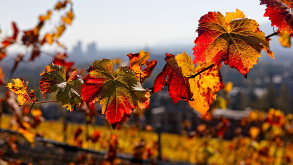 Wallpaper Red, View, Autumn, Closeup, Leaves, Yellow