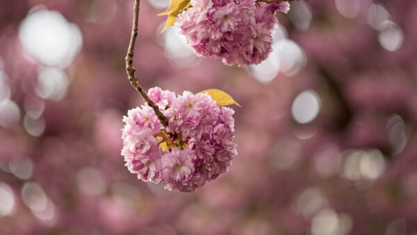 Wallpaper Tree, Flowers, Background, Cherry, Pink, Mobile, Blossom, Bokeh, Blur, Sakura, Desktop, Buds, Branches