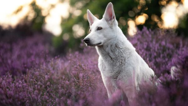 Wallpaper Shepherd, Swiss, Flowers, White, Purple, Background, Dog, Field, Sitting