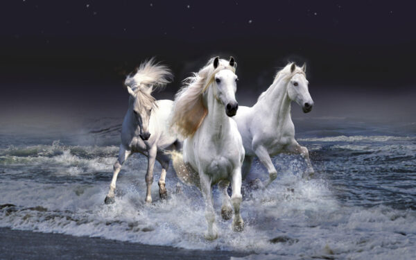 Wallpaper Horses, Mystic